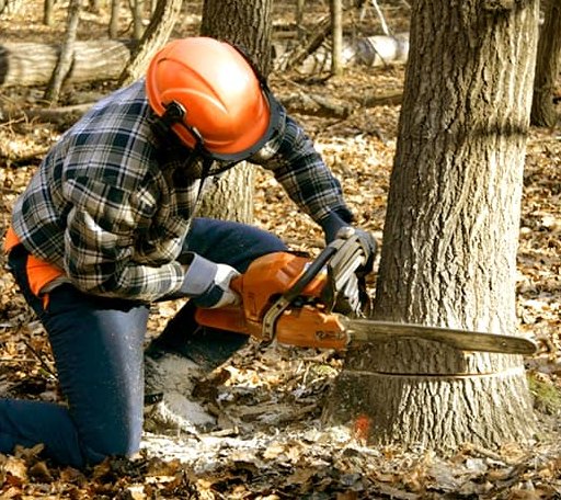 Tree Removal in Newport Center, VT